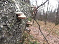 Fomes fomentarius
