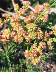 Crassula glomerata