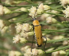 Chauliognathus misellus