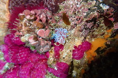 Phyllodesmium horridum