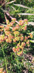Crassula glomerata