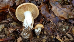 Cortinarius crassus