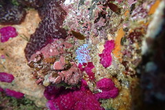 Phyllodesmium horridum