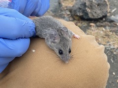 Peromyscus boylii