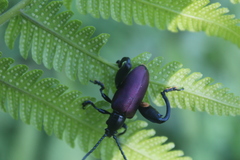 Sagra bicolor