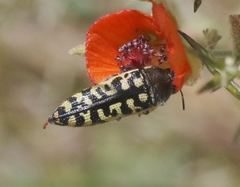 Acmaeodera solitaria