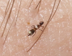 Aeolothripidae