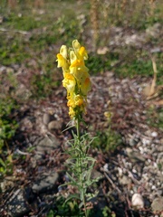 Linaria biebersteinii