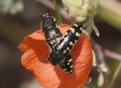 Acmaeodera solitaria