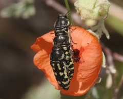 Acmaeodera solitaria
