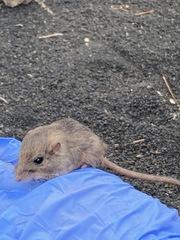 Perognathus amplus