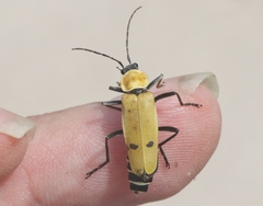 Chauliognathus misellus