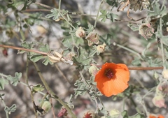 Sphaeralcea laxa
