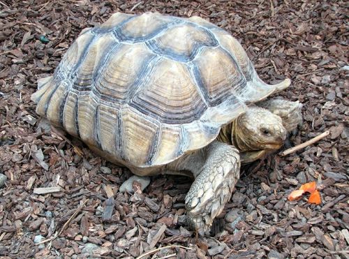 African Spurred Tortoise (turtle guide) · iNaturalist