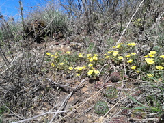 Potentilla incana