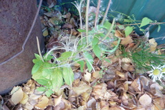 Epilobium pseudorubescens