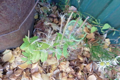 Epilobium pseudorubescens