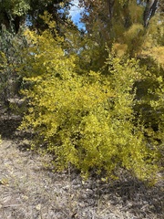 Forestiera pubescens pubescens