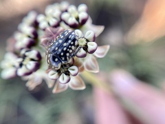 Oxythyrea testaceoguttata