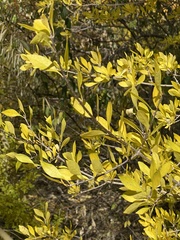 Forestiera pubescens pubescens