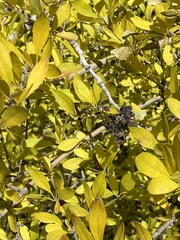 Forestiera pubescens pubescens