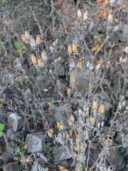 Silene noctiflora