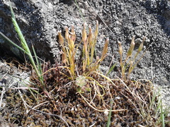 Gagea bohemica