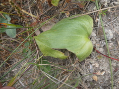 Eriospermum capense capense