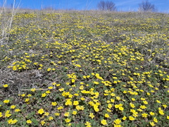 Potentilla incana