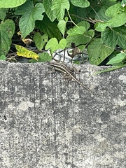 Sceloporus variabilis