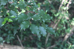 Cryptocarya woodii