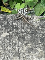 Sceloporus variabilis
