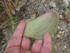 Eriospermum capense capense