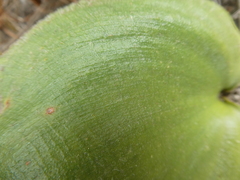 Eriospermum capense capense