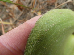 Eriospermum capense capense