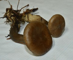 Ampulloclitocybe avellaneialba