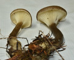 Ampulloclitocybe avellaneialba