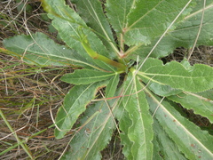 Lichtensteinia