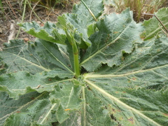 Lichtensteinia