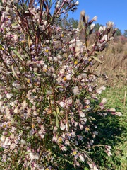 Symphyotrichum × versicolor