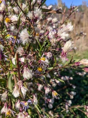 Symphyotrichum × versicolor
