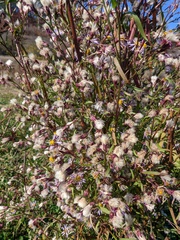 Symphyotrichum × versicolor