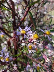 Symphyotrichum × versicolor