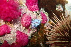 Phyllodesmium horridum