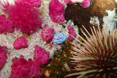 Phyllodesmium horridum