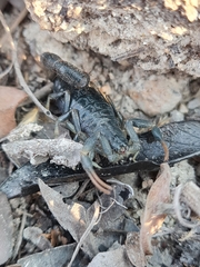 Uroplectes flavoviridis