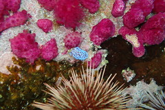 Phyllodesmium horridum