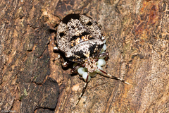 Antiteuchus
