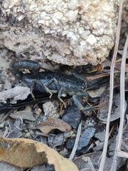 Uroplectes flavoviridis