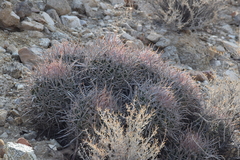 Homalocephala polycephala